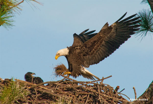 Come.... on.... Ma!, Im looking for FISH,... not grass! by Albert Rollins