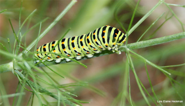 Parsley Worm by Lois Elaine Heckman